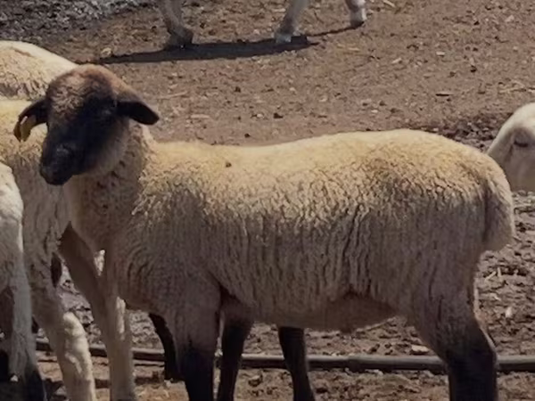मेढ़ा, Hampshire sheep — कज़ाखस्तान
