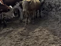 Бұқа, Қазақ ақбас сиыры — 8-сурет