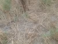Oveja, Ovejas — foto 7