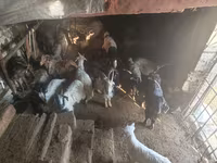 Cabro, Cabras — foto 4