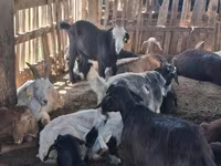 Cabra, Cabras — foto 5