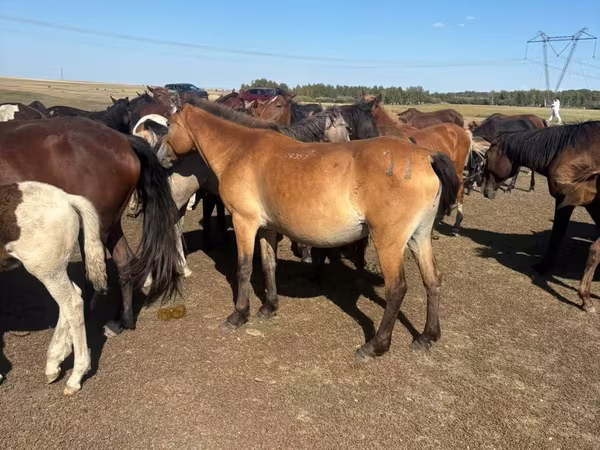 Toychoq, Horse breed