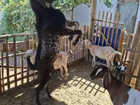 Ziegenbock, Beetal goats — Foto 4
