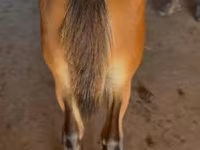 Caballo, Rocky Mountain Horse — foto 3