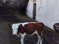 Bulle, Swiss cattle — Foto 2