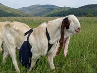 Ziegenbock, Gulabi goats — Foto 3