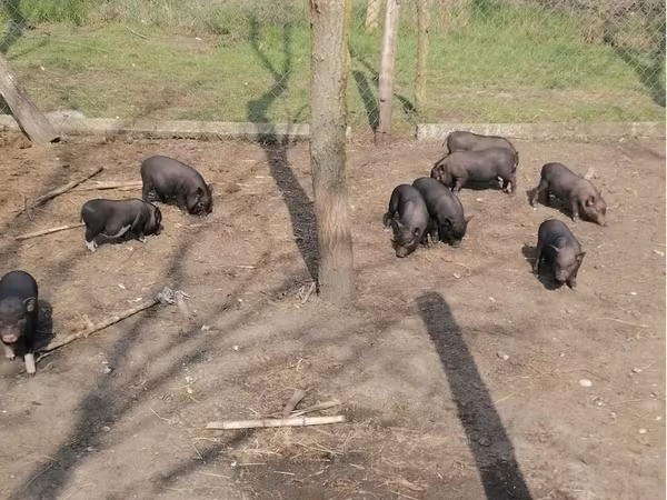 Eber, Вьетнамская вислобрюхая