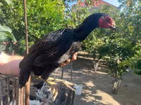 Chickens — 6-rasm