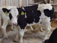 Bulle, Simmental cattle — Foto 4