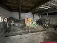 İnək, Holştin irqi — foto 1