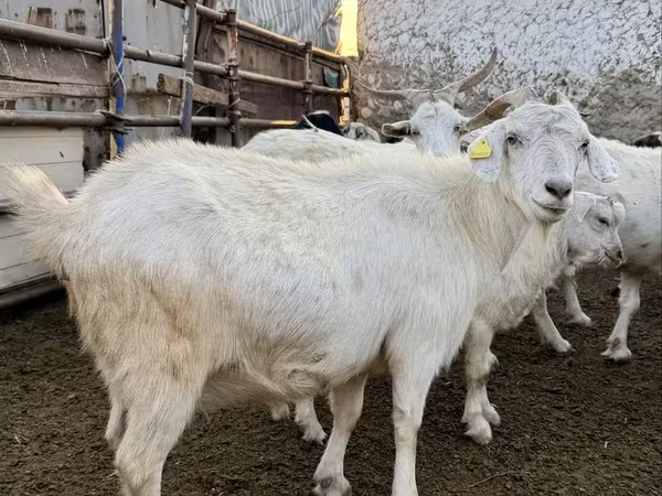 Cabra, Cabras