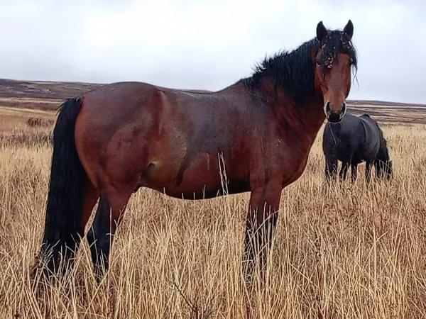 Stute, Kazakh horse