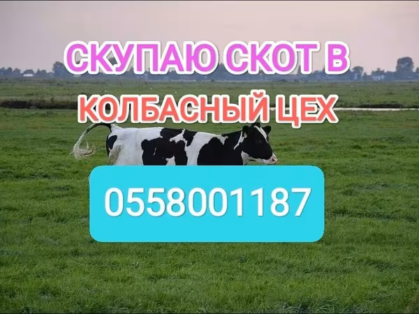 Голштинская порода