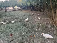Geese — फ़ोटो 4