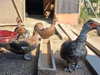 Ducks — Foto 5