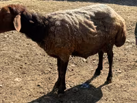 Qoʻchqor, Qoʻylar — 3-rasm