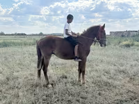 Hengst, Kazakh horse — Foto 4