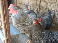 بليموث روك — الصورة 5