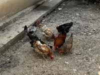 Chickens — 3-сурет