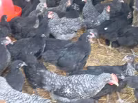 Chickens — photo 1