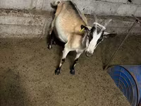 Ziege, Saanen goat — Foto 8
