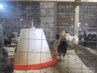 Chickens — Foto 4