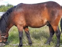 At, American shetland pony — foto 1