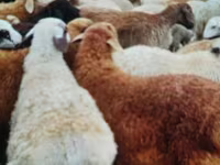公羊, Sheep — 照片 2