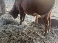 Bulle, Simmental cattle — Foto 2