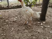 Chickens — 4-сурет