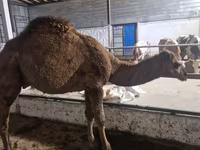 Camello, Camellos — foto 1