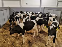 İnək, Russian Black pied cattle — foto 7