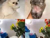 Məhsul: Pekines balaları - Yaş: 60 günlük - Cins: Pekines - Rənglər — 照片 1