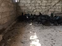 मेलीन — फ़ोटो 1