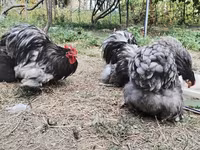 Brahma — Foto 3