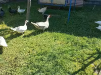 Ducks — 7-сурет