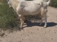 公山羊, Goats — 照片 4