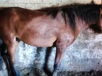 خيول (دفعة، الجنس غير محدد), Horse breed — الصورة 2
