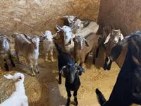 تيس, Saanen goat — الصورة 6