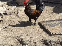 Chickens — foto 2