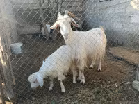 Cabro, Cabras — foto 1