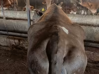 Kuh, Simmental cattle — Foto 4