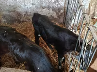 Toro, Ganado vacuno — foto 1