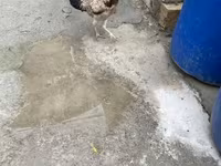 Chickens — फ़ोटो 1