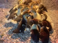 Ducks — फ़ोटो 2