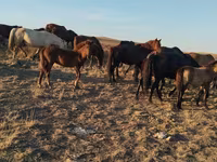 حصان, Kazakh horse — الصورة 4