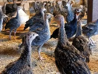 Guinea fowl — الصورة 4