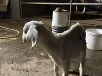 Ziege, Nubian Goat — Foto 3