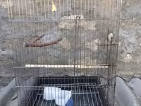 Böyük ölçülü quş qəfəsi - Material: metal barmaqlıqlar, plastik — 1-rasm
