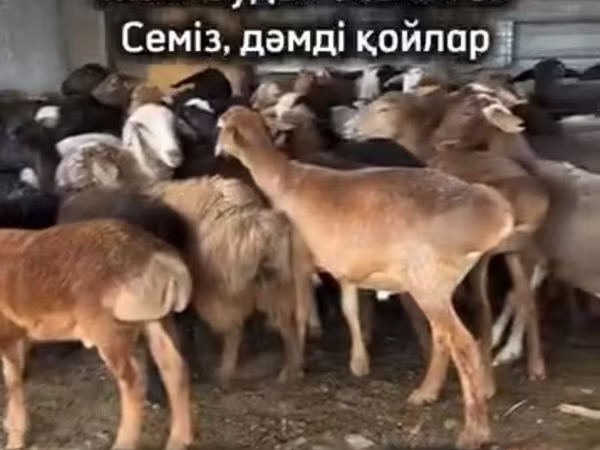 كبش, الأغنام
